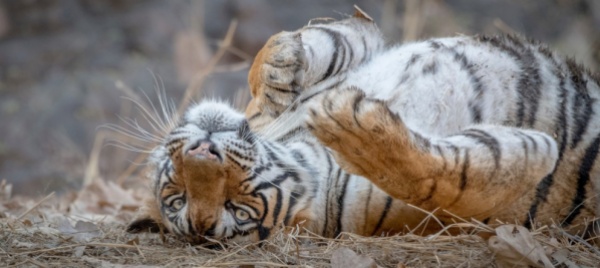l-anno-della-tigre