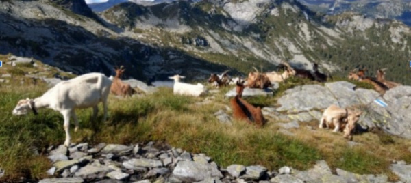 c-e-il-lupo-a-campo-vallemaggia-vicino-agli-abitati