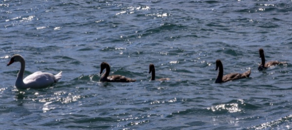 soppresso-il-cigno-colpito-da-una-freccia-sul-lago-di-bienne