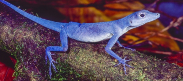 benvenuti-in-colombia