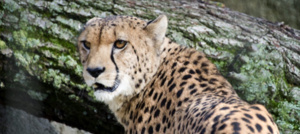 ulcera-fatale-addio-a-dina-ghepardo-dello-zoo-di-basilea