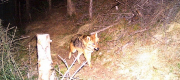 i-lupi-in-surselva-non-saranno-abbattuti