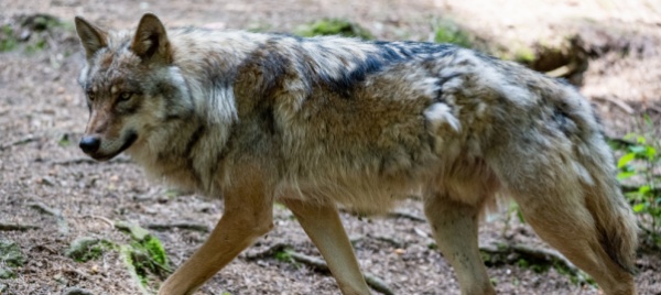 cerentino-tre-lupi-aggrediscono-ovini-in-una-stalla