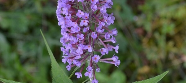conoscere-le-neofite-invasive