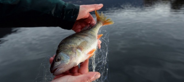 la-nursery-per-il-pesce-persico-come-da-antica-tradizione
