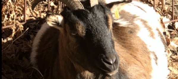 vallemaggia-il-lupo-minaccia-i-formaggi
