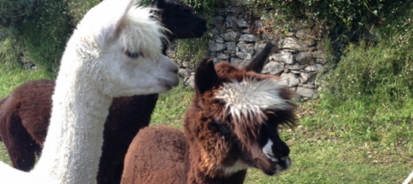 valle-di-campo-anche-alcuni-alpaca-tra-le-fauci-del-lupo