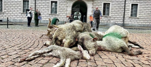 allevatori-scaricano-le-pecore-uccise-dal-lupo-in-piazza-governo