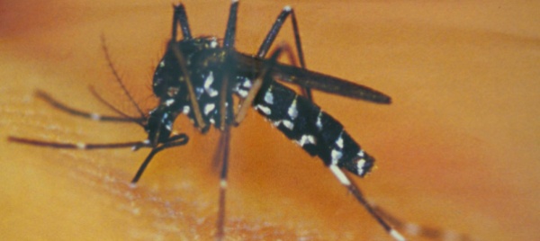 chiasso-non-molla-la-presa-contro-la-zanzara-tigre