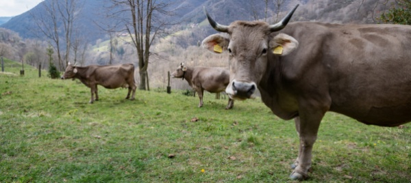 esposizione-zootecnica-a-pian-castro