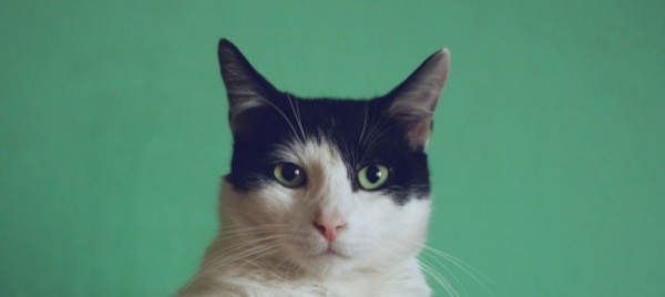 metti-una-sera-al-caffe-dei-gatti
