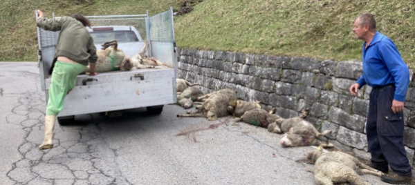cerentino-il-lupo-fa-strage-di-un-gregge