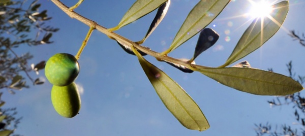 la-xylella-fastidiosa-e-l-ulivo-se-ne-parla-a-rancate