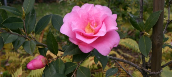 locarno-la-piu-amata-e-la-camellia-donation