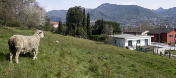 e-stato-un-lupo-o-un-cane-a-sbranare-gli-ovini-a-novazzano