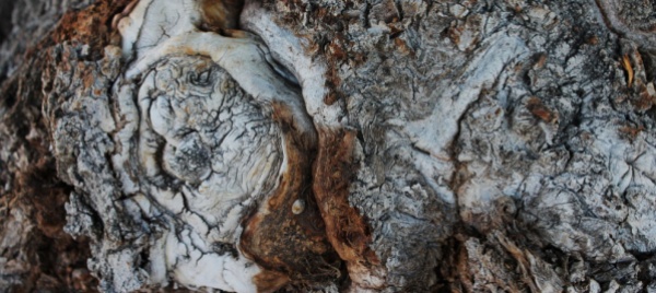 anche-gli-alberi-del-bosco-assorbono-la-nanoplastica