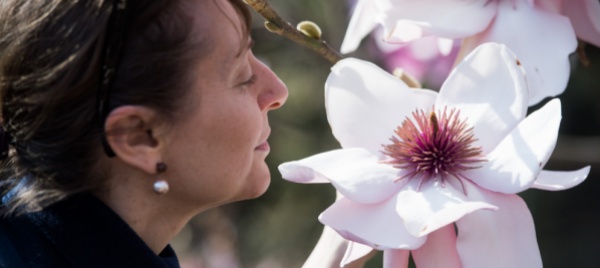 magnolie-in-gambarogno-la-piu-grande-collezione-del-mondo