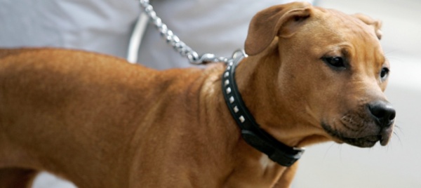 assalito-dal-pitbull-di-hernandez-denuncia-nel-comasco