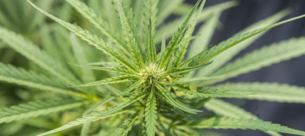 capriasca-grazie-alla-prossimita-l-inchiesta-antidroga