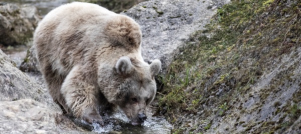 orso-attacca-mortalmente-un-orsa-allo-zoo-di-goldau
