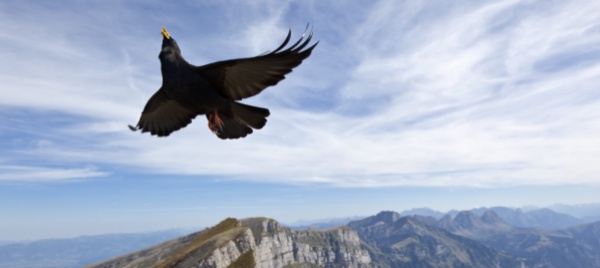 individuati-gli-ultimi-rifugi-per-la-biodiversita-delle-alpi