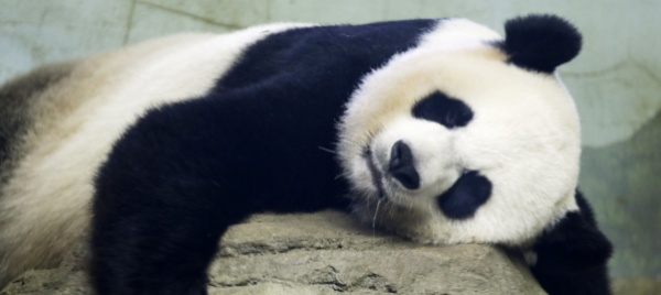 washington-celebra-il-mezzo-secolo-di-panda-giganti