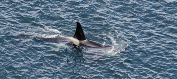 francia-sara-abbattuta-l-orca-arenata-nella-senna