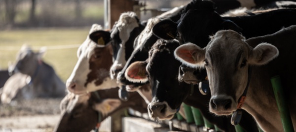 la-legge-piu-inutile-vietare-le-campane-al-collo-delle-mucche