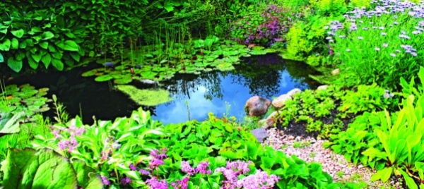 biodiversita-la-varieta-della-vita
