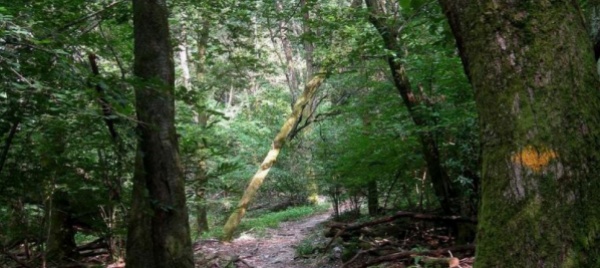 arcegno-i-sussurri-della-foresta