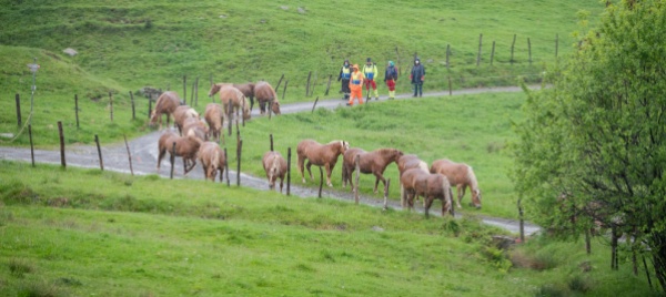 cavalli-del-bisbino-transumanza-per-addetti-ai-lavori