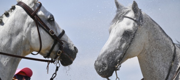 cavallerizzi-troppo-pesanti-per-la-schiena-del-cavallo