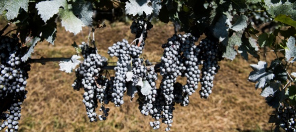 chiasso-e-lotta-alla-flavescenza-dorata-nei-vigneti