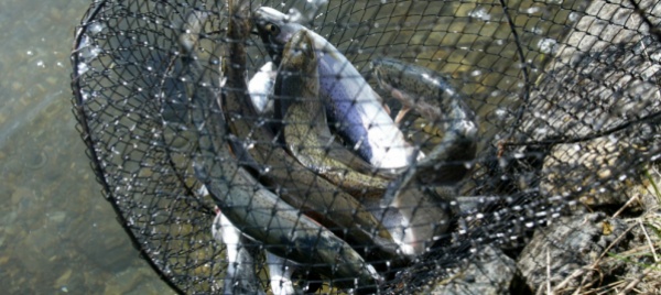 melide-un-corso-di-pesca-per-i-ragazzi
