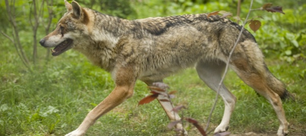 il-lupo-uccide-9-pecore-a-cama-recinzione-inadeguata