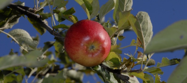 corso-su-diradamento-e-cure-estive-con-i-frutticoltori-ticinesi