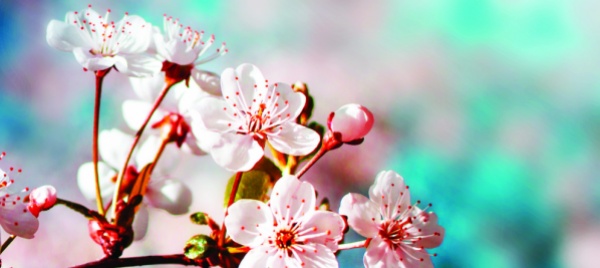 la-primavera-quando-la-natura-rifiorisce