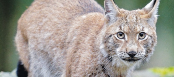 la-lince-si-ripresenta-in-pubblico-sopra-quinto
