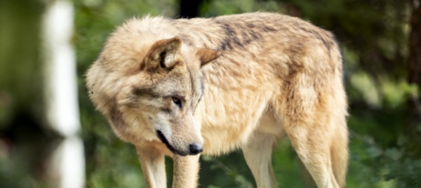 nell-alto-vallese-i-guardiacaccia-abbattono-un-lupo