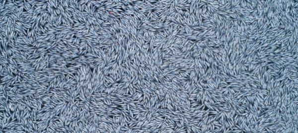 caro-concimi-niente-paura-scarti-di-pesce-per-i-campi