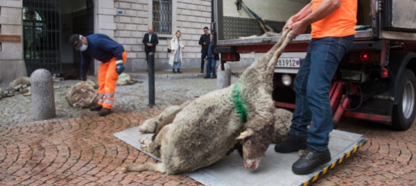 convivenza-lupo-pecore-cosi-proprio-non-va
