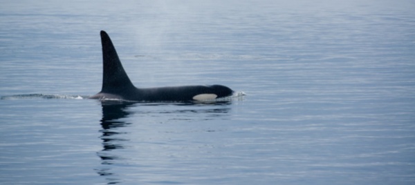 ritrovata-morta-l-orca-bloccata-nella-senna