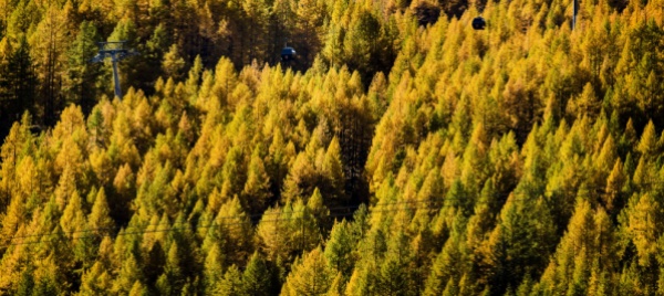siccita-e-azoto-fanno-soffrire-le-foreste-svizzere