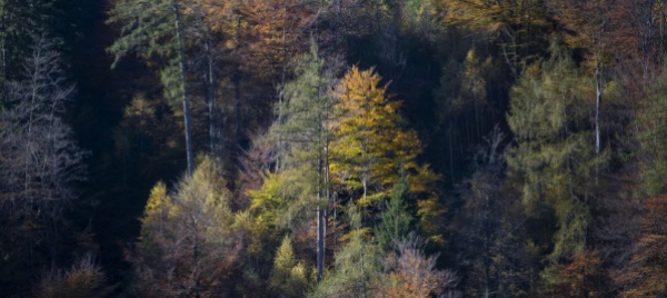 gestione-del-bosco-nell-ottocento-se-ne-parla-a-soazza