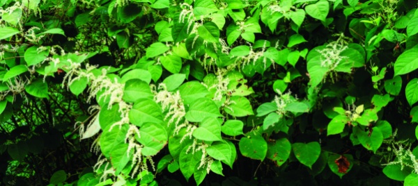 le-neofite-invasive-come-riconoscerle-e-combatterle
