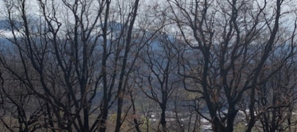 sul-monte-barro-alla-scoperta-delle-querce-presenti-in-ticino