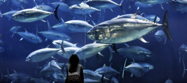 la-pesca-eccessiva-minaccia-il-tonno-grande-risorsa-a-rischio