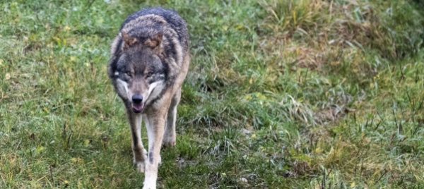 un-lupo-sbrana-28-animali-in-vallese-ordinato-l-abbattimento
