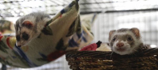 animali-domestici-non-tradizionali-rischio-aumentato-di-zoonosi