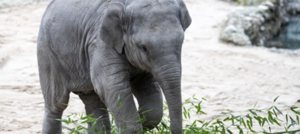 giovane-elefante-muore-allo-zoo-di-zurigo